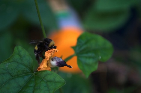 Bumblebee, Fridheimar